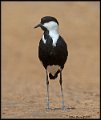_9SB1455 spur-winged lapwing